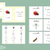 Cartes insectes