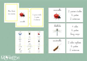 Cartes insectes