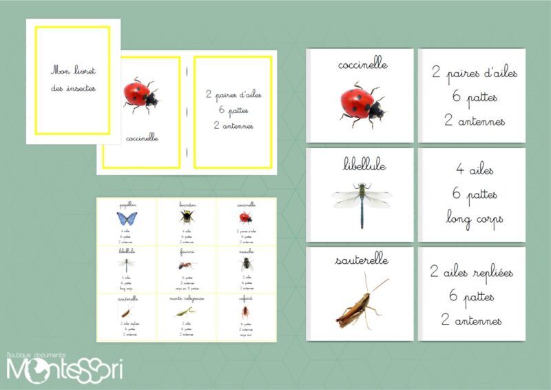 Cartes insectes