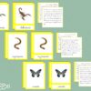 Classification des arthropodes