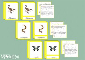 Classification des arthropodes