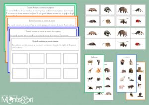 Herbivore, carnivore, insectivore & omnivore