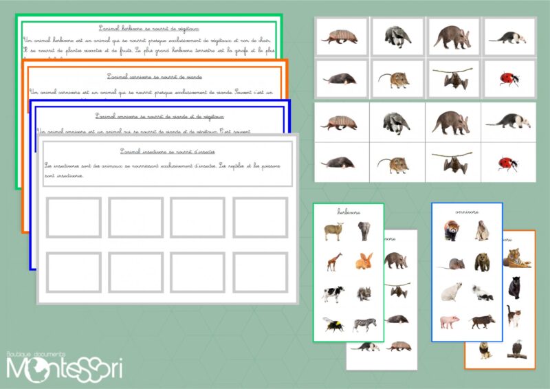 Herbivore, carnivore, insectivore & omnivore