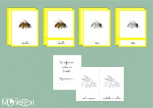 Les différentes partie de l'abeille