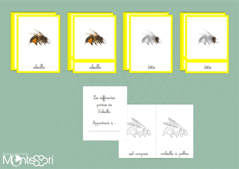 Les différentes partie de l'abeille