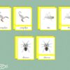 Les différentes parties d'un arthropode