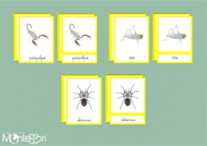 Les différentes parties d'un arthropode