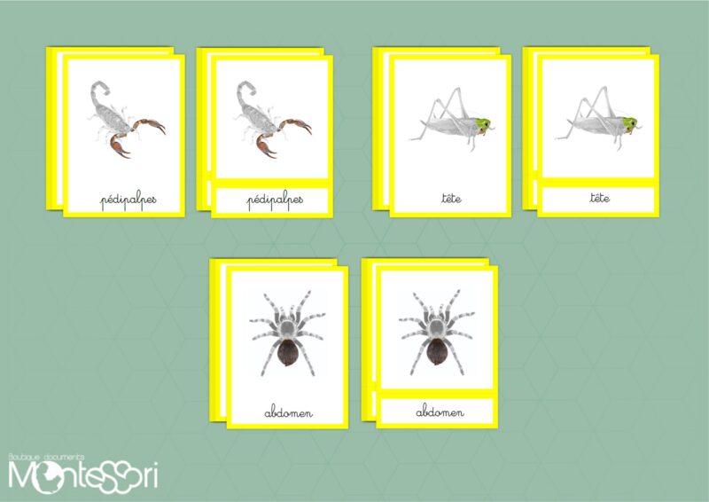 Les différentes parties d'un arthropode