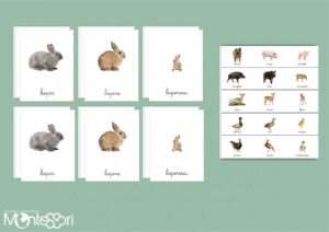 Familles des animaux