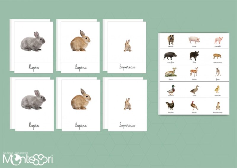 Familles des animaux