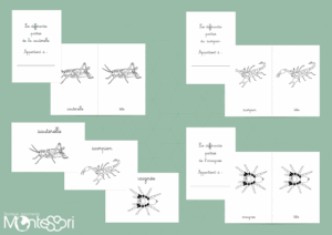 Pack coloriage arthropodes