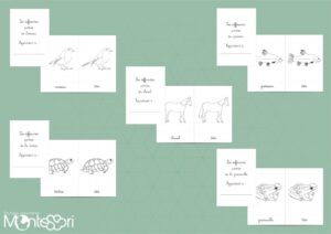 Pack coloriage différentes parties d'un animal