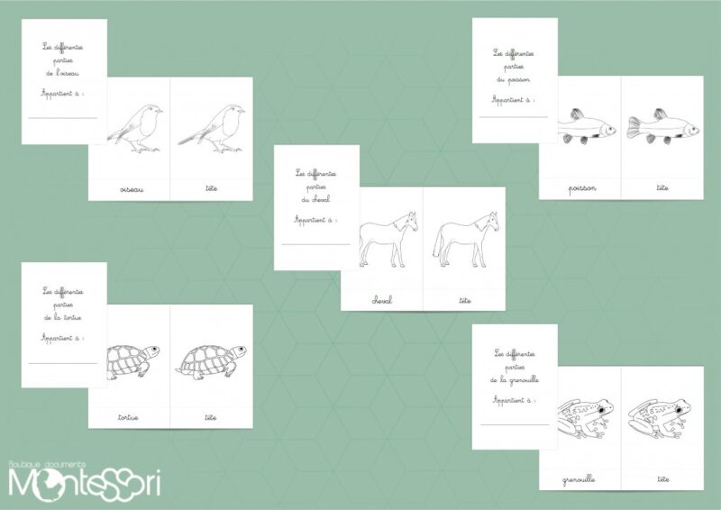 Pack coloriage différentes parties d'un animal
