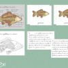 Systèmes squelettiques des animaux