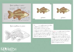 Systèmes squelettiques des animaux
