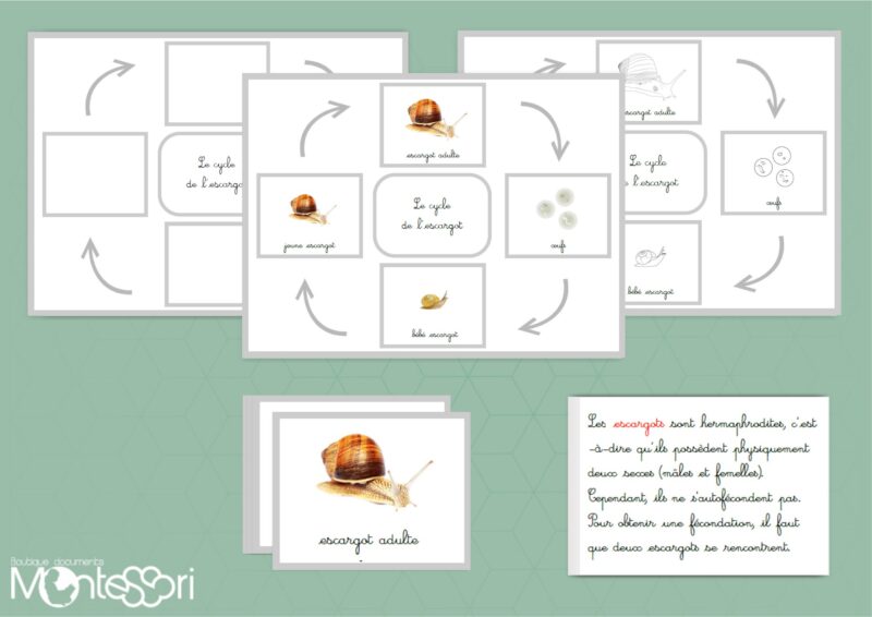 Cycle de l'escargot