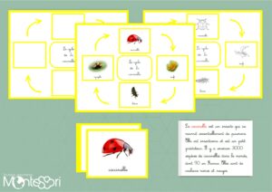 Cycle de la coccinelle