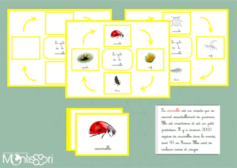Cycle de la coccinelle