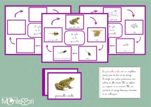 Cycle de la grenouille