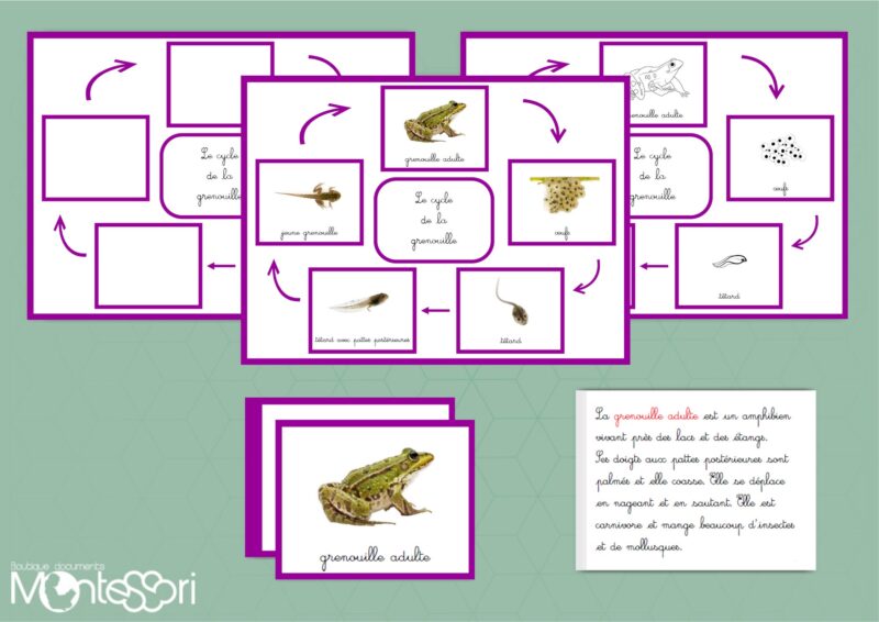 Cycle de la grenouille