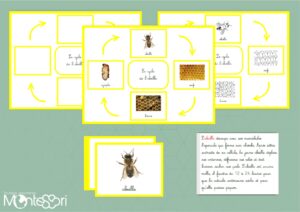 Cycle de l'abeille