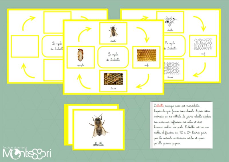 Cycle de l'abeille