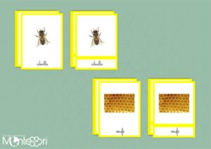 Images classifiées cycle abeille