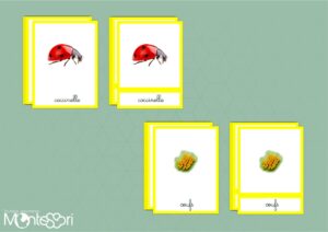 Images classifiées cycle coccinelle