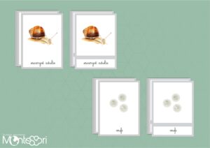 Images classifiées cycle escargot