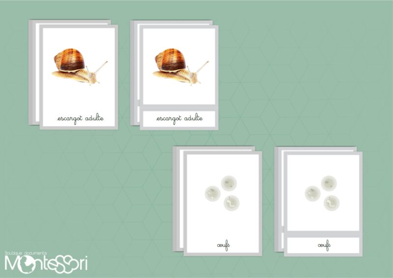 Images classifiées cycle escargot