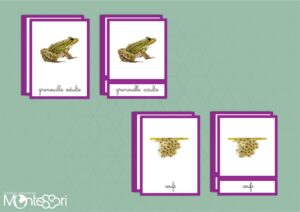 Images classifiées cycle grenouille