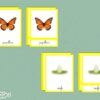 Images classifiées cycle papillon