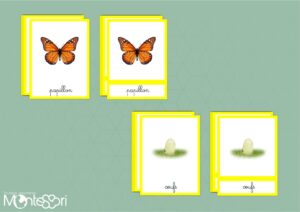 Images classifiées cycle papillon