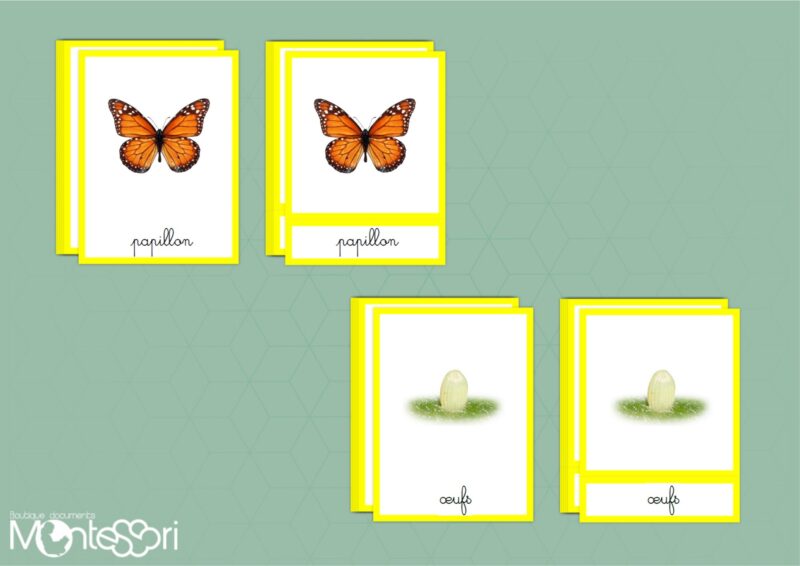 Images classifiées cycle papillon