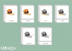 Les différentes parties de l'escargot