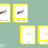 Images classifiées cycle fourmi