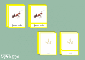 Images classifiées cycle fourmi