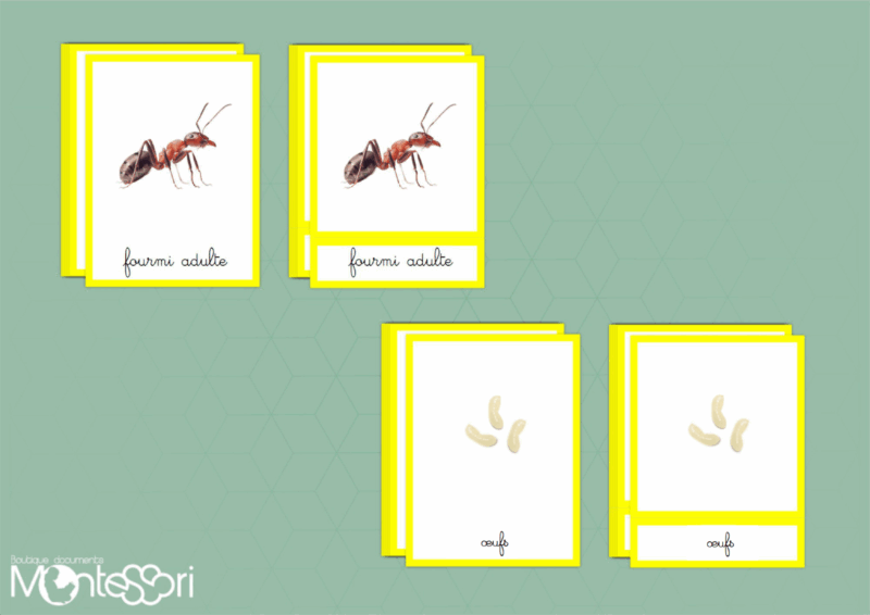 Images classifiées cycle fourmi