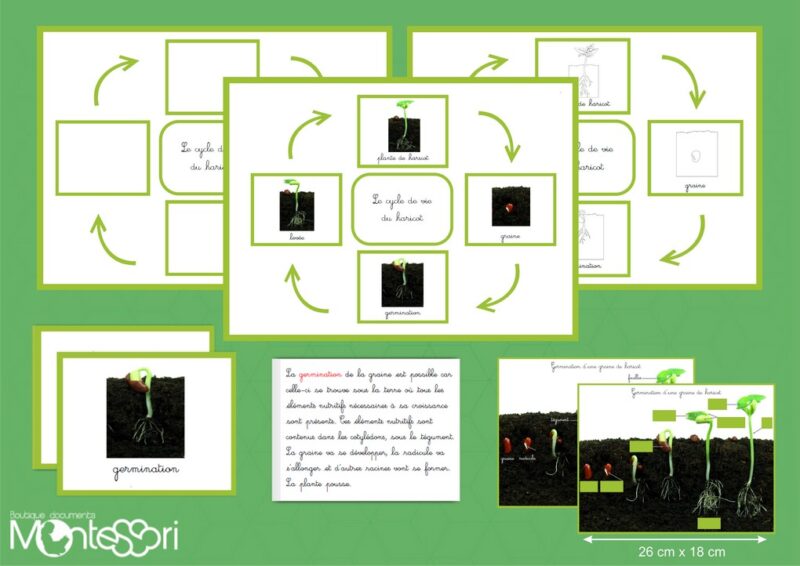 Le cycle de vie du haricot - image réelle