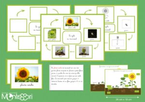 Le cycle du tournesol - image réelle