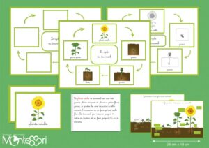 Le cycle du tournesol - image vectorielle