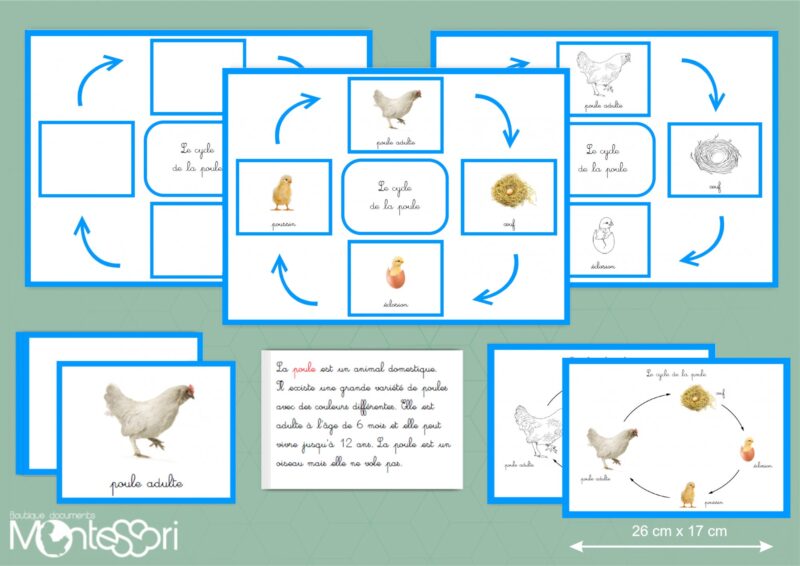 Cycle de la poule - image réelle