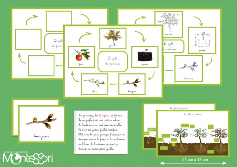Le cycle du pommier - image réelle