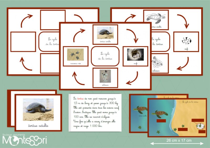 Cycle de la tortue - image réelle