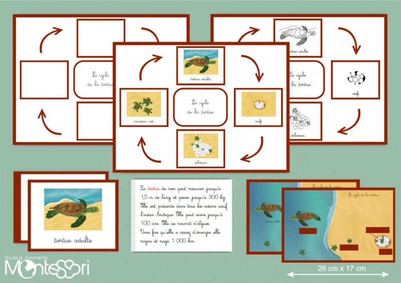 Cycle de la tortue - image vectorielle