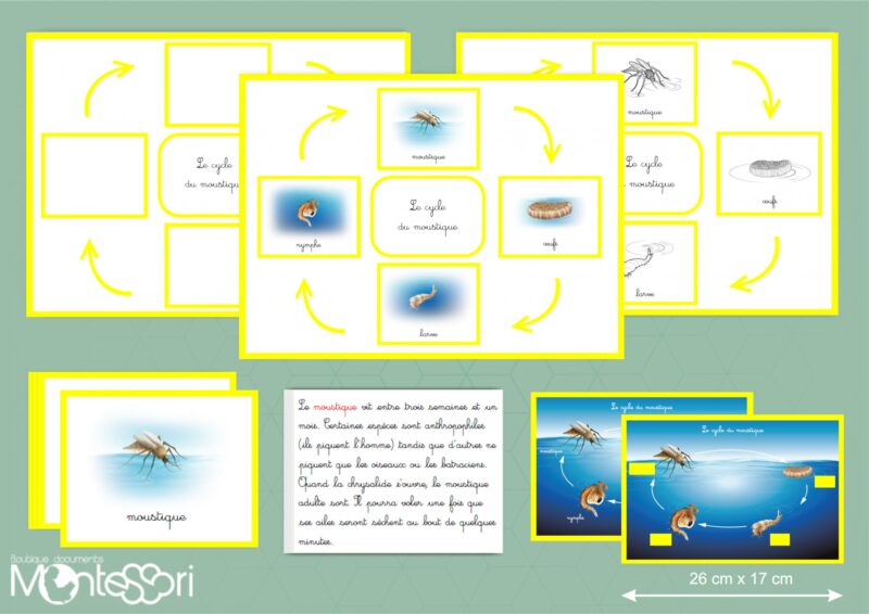 Cycle du moustique - image vectorielle