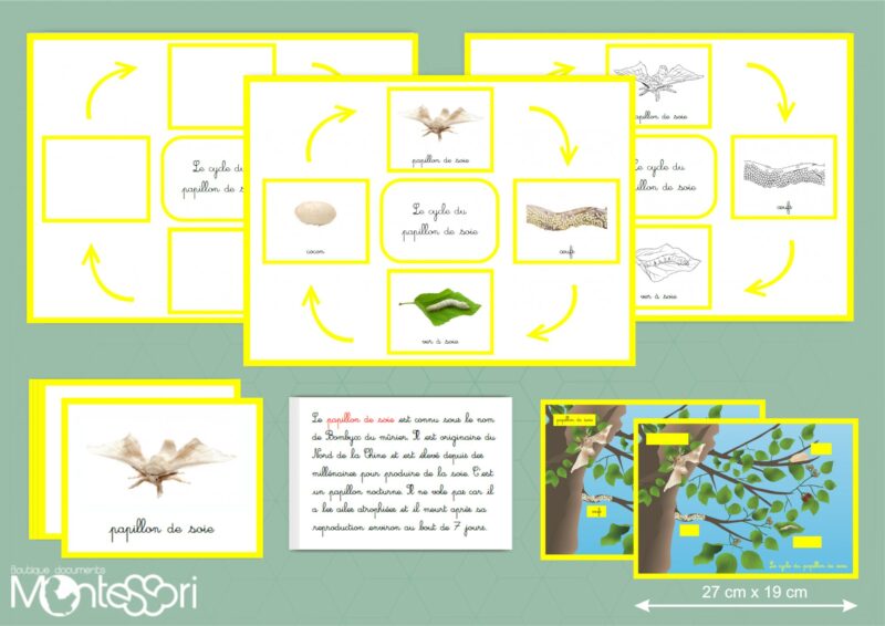 Cycle du papillon de soie - image vectorielle