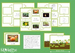 Le cycle de la citrouille - image réelle