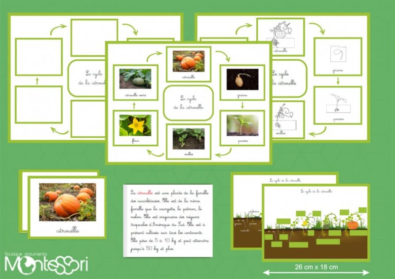 Le cycle de la citrouille - image réelle