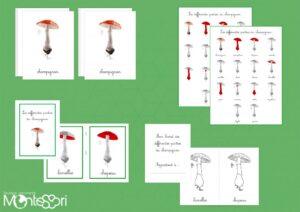 Les différentes parties du champignon